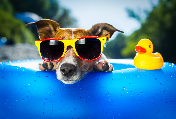 Ways to keep your pets cool in summer