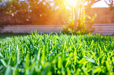 What types of lawn are best for Perth’s climate?