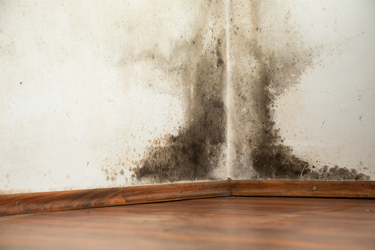 Top tips for removing and preventing mould in your home