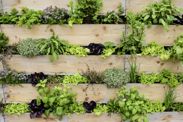 Grow up: why a vertical garden could be the answer for you