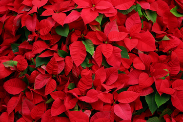 Add a splash of colour and festive cheer this Christmas with poinsettias