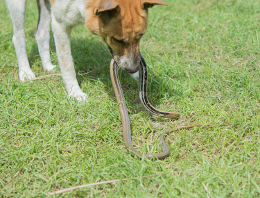 How to keep Perth pets safe from snake bites