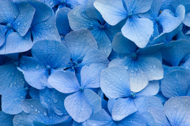Green thumbs encouraged to plant blue flowers for Garden Releaf Day WA