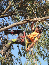 Tradie Branching Out Tree Care in Mandurah WA