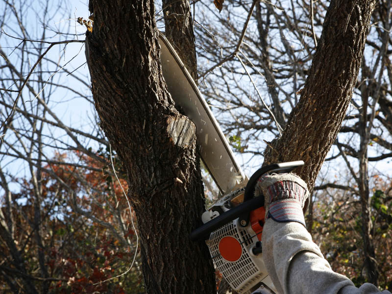 Tree Services in Perth