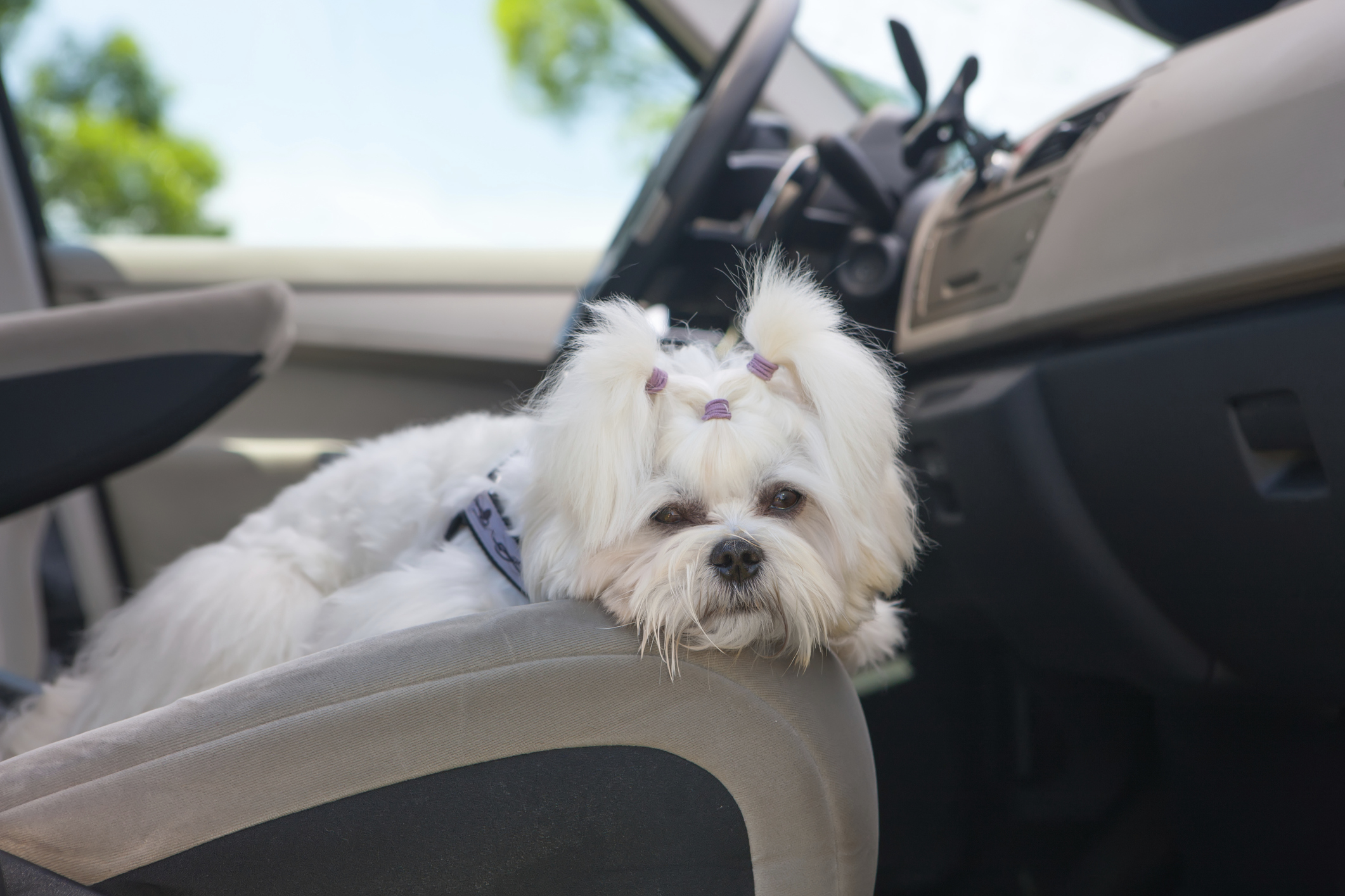 Remove dog fur from your car with 4 easy tips
