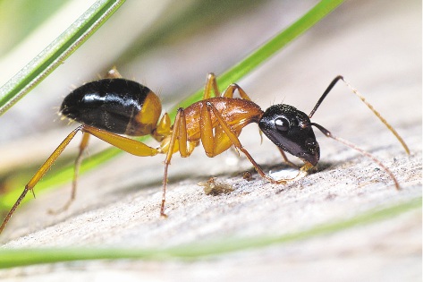 Prevent  Sugar Ants in Spring