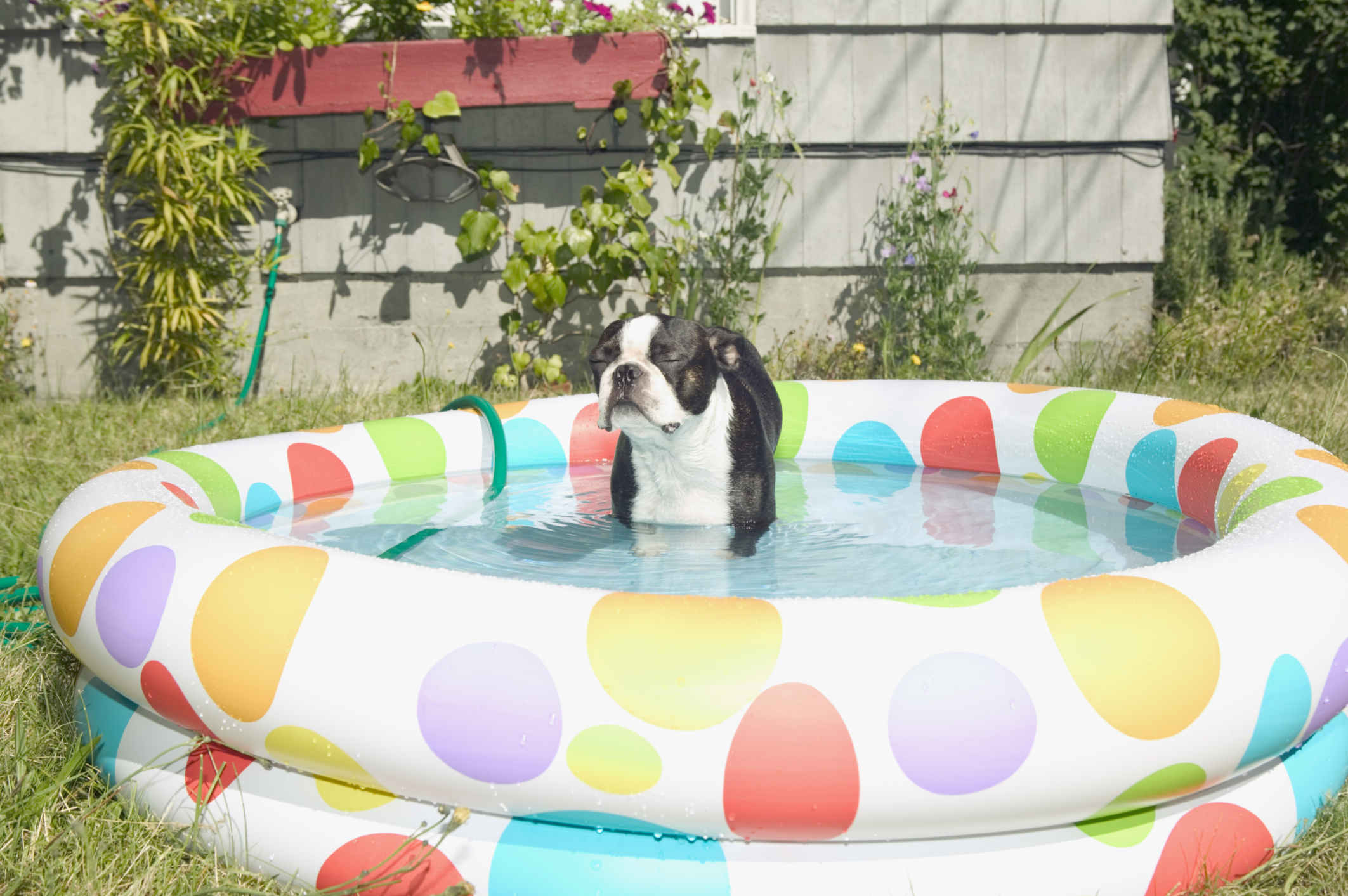 10 tips to keep your dog and cat cool in summer