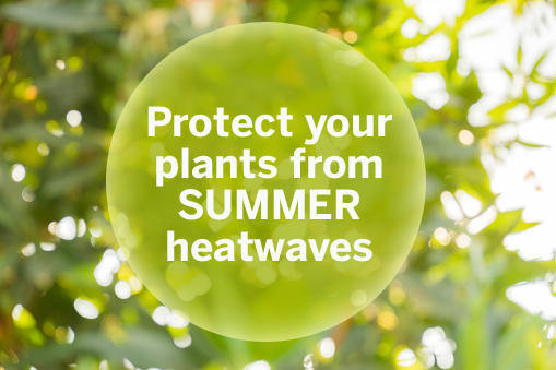Protect your garden from heatwaves