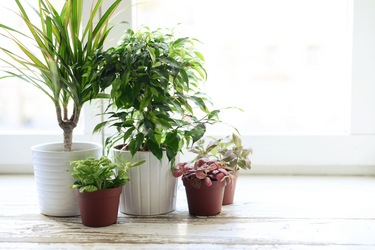 Caring for indoor plants during winter