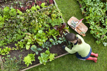 How to start growing your own veggie garden