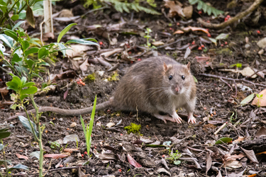 How to stop rats from making your garden their home