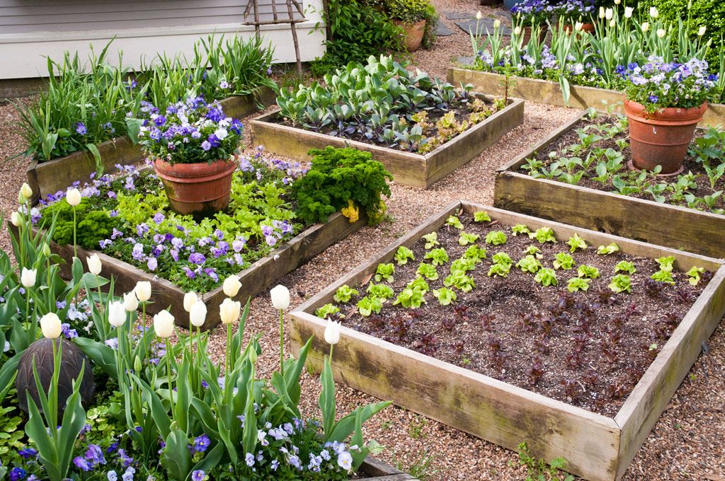 veggie garden inspiration